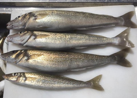 Seas The Day - Kalgoorlie Accommodation 2