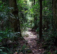 Springbrook Lyrebird Retreat - Kalgoorlie Accommodation