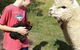 Starline Alpacas Farmstay Resort - thumb 3