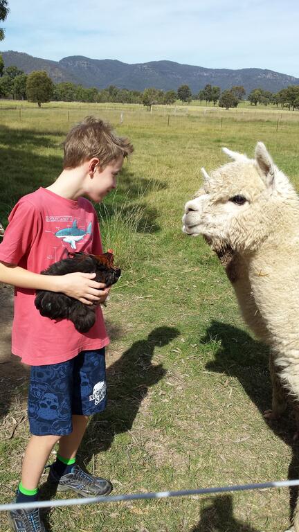 Starline Alpacas Farmstay Resort - Kalgoorlie Accommodation 3