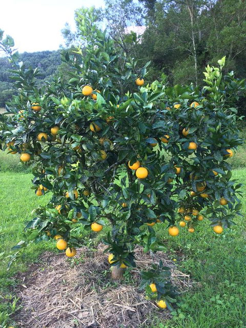 Terania Creek Farmstay - Kalgoorlie Accommodation 2