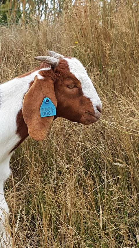 Hazelcreek Cottages - Kalgoorlie Accommodation 30