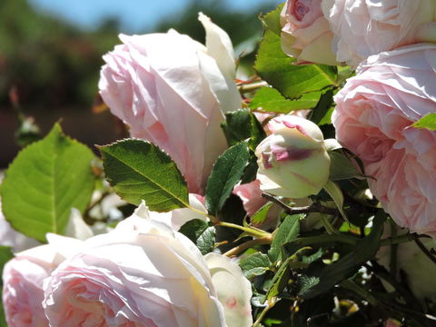 Hazelcreek Cottages - Kalgoorlie Accommodation 29