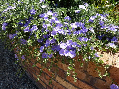 Hazelcreek Cottages - Kalgoorlie Accommodation 27