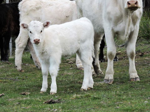 Hazelcreek Cottages - Kalgoorlie Accommodation 32