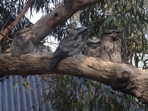 Kookas Retreat - Kalgoorlie Accommodation 15