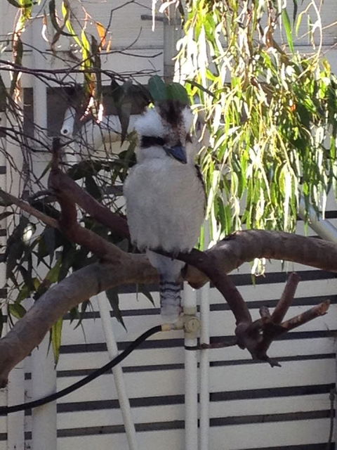 Kookas Retreat - Kalgoorlie Accommodation 16