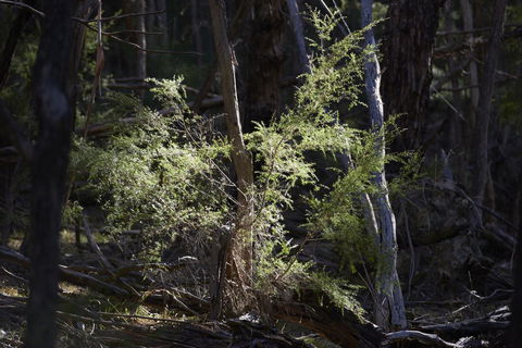 Yering Gorge Cottages - Kalgoorlie Accommodation 19