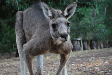 Gariwerd Motel - Kalgoorlie Accommodation 5