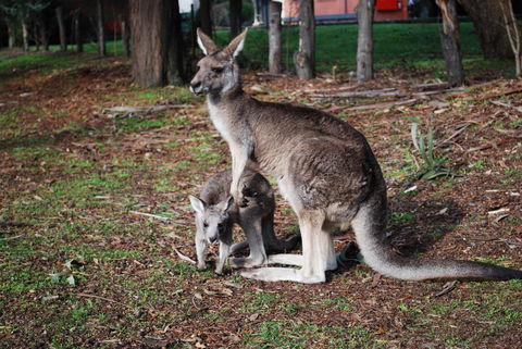 Gariwerd Motel - Kalgoorlie Accommodation 16