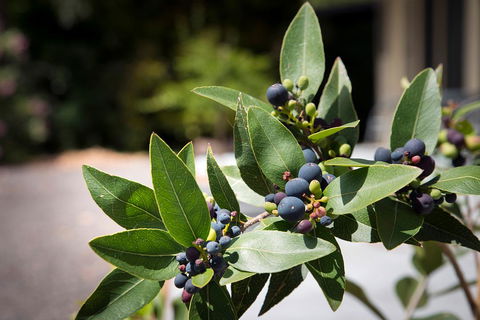 Gariwerd Motel - Kalgoorlie Accommodation 23