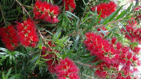 Gariwerd Motel - Kalgoorlie Accommodation 22