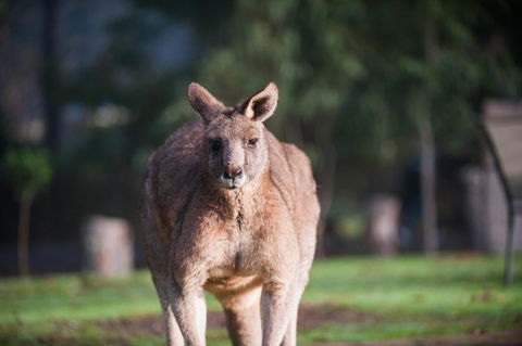 Gariwerd Motel - Kalgoorlie Accommodation 9