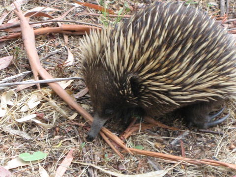 Gariwerd Motel - Kalgoorlie Accommodation 10