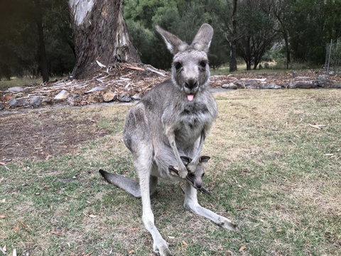 Day Dream Cottage - Kalgoorlie Accommodation 11