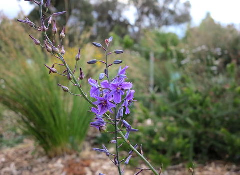 The Chocolate Lily Bed & Breakfast - Kalgoorlie Accommodation 3