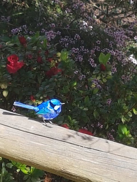 The Coombe On Wilson Inlet - Kalgoorlie Accommodation 1