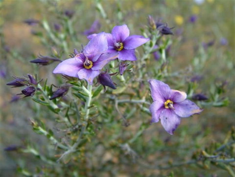 The Coombe On Wilson Inlet - Kalgoorlie Accommodation 2