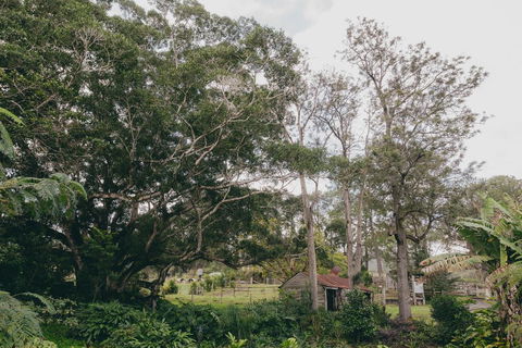 The Eumundi Dairy - Kalgoorlie Accommodation 1