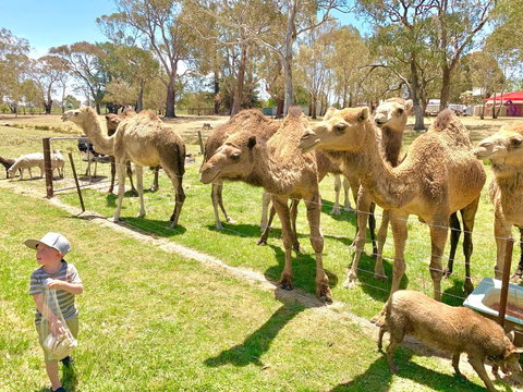 The Funny Farm - Animals / Churchhouse / Amazing Experience - Kalgoorlie Accommodation 0