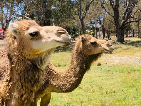The Funny Farm - Animals / Churchhouse / Amazing Experience - Kalgoorlie Accommodation 1