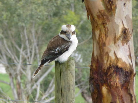 The Little House On The Hill - Kalgoorlie Accommodation 1