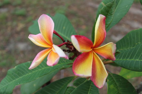 The Ole Gumtree - Kookaburras Nest - Kalgoorlie Accommodation 2