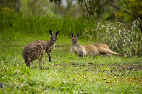 The Stirling Golf Club - Kalgoorlie Accommodation 2