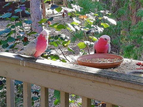 The Treehouse In Dawesville - Kalgoorlie Accommodation 0