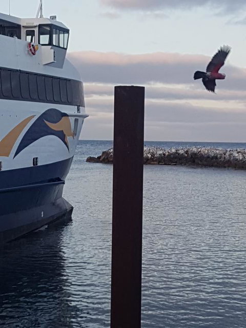 Trading Places Kangaroo Island - Kalgoorlie Accommodation 2