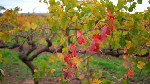 Triple Creek Guest House - Barossa Region - Kalgoorlie Accommodation 3