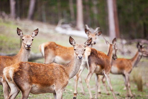 Villa Cervi Property - Kalgoorlie Accommodation 0