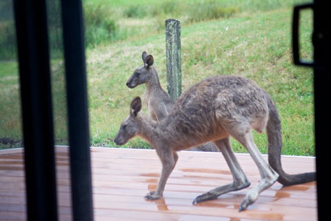 Gumnut Villa - Kalgoorlie Accommodation 10