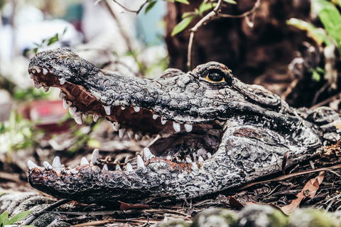 Cool Bananas Backpackers - Kalgoorlie Accommodation 42