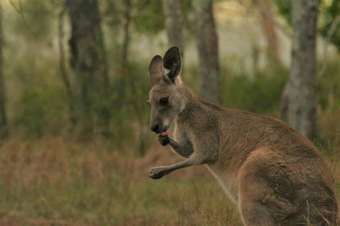 Lake Weyba Noosa Lodge & Kangaroos - Kalgoorlie Accommodation 43