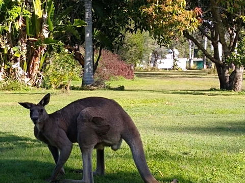 Lake Weyba Noosa Lodge & Kangaroos - Kalgoorlie Accommodation 24