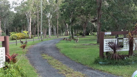 Lake Weyba Noosa Lodge & Kangaroos - Kalgoorlie Accommodation 42