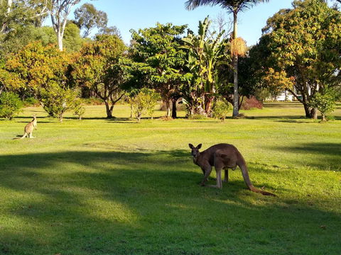 Lake Weyba Noosa Lodge & Kangaroos - Kalgoorlie Accommodation 8