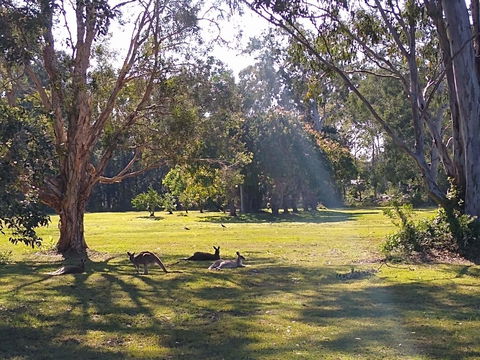 Lake Weyba Noosa Lodge & Kangaroos - Kalgoorlie Accommodation 4