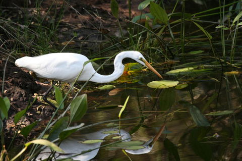 Lake Weyba Noosa Lodge & Kangaroos - Kalgoorlie Accommodation 33