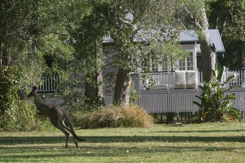 Lake Weyba Noosa Lodge & Kangaroos - Kalgoorlie Accommodation 31