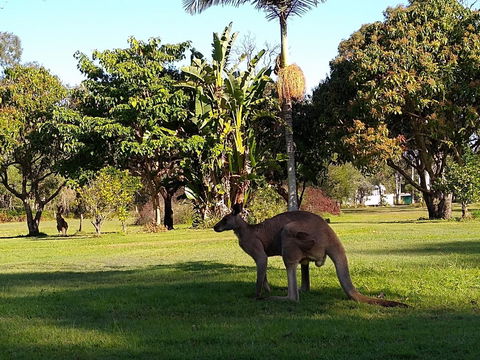 Lake Weyba Noosa Lodge & Kangaroos - Kalgoorlie Accommodation 35
