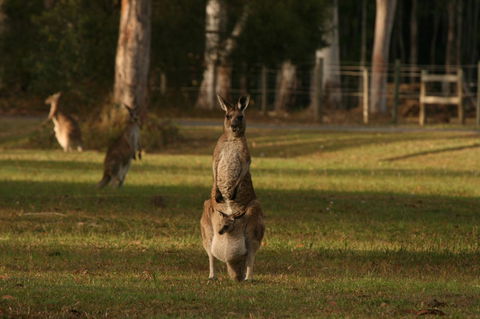 Lake Weyba Noosa Lodge & Kangaroos - Kalgoorlie Accommodation 16