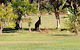 Lake Weyba Noosa Lodge & Kangaroos - thumb 29