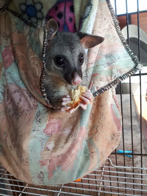 Airlie Beach Eco Cabins - Adults Only - Kalgoorlie Accommodation 27