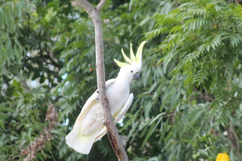 Airlie Beach Eco Cabins - Adults Only - Kalgoorlie Accommodation 4