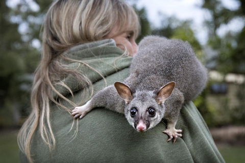 Airlie Beach Eco Cabins - Adults Only - Kalgoorlie Accommodation 3