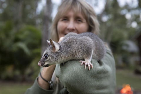 Airlie Beach Eco Cabins - Adults Only - Kalgoorlie Accommodation 11