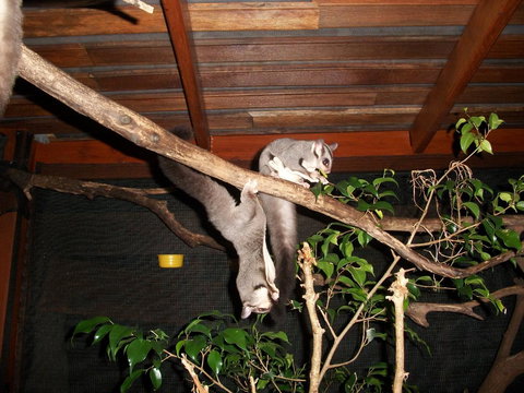 Forest Lodge: Little Villa - Kalgoorlie Accommodation 1