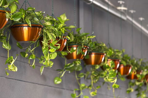 Hotel Grand Chancellor Brisbane - Kalgoorlie Accommodation 13